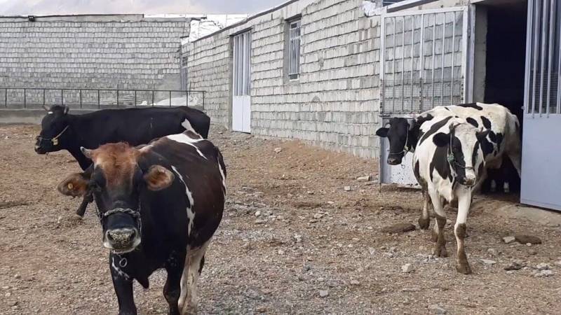 شیوع مرگبار هاری گاوی دریک استان کشور